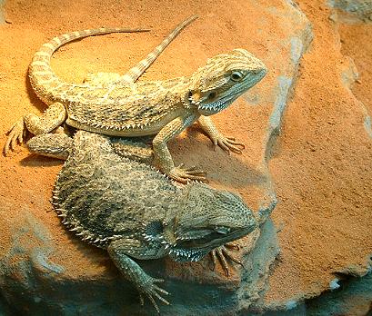 P.vitticeps (Eva & Sarai)