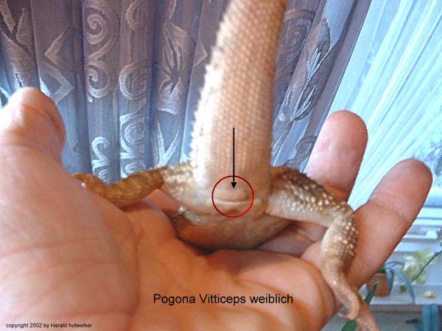 Vitticeps weiblich