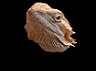 Roll_Blank