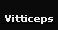 Vitticeps